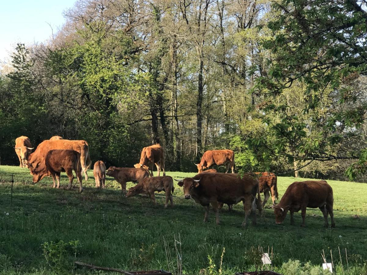 Les Ombrieres Bed & Breakfast Porcheresse Bagian luar foto
